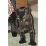 kittens~~element2383