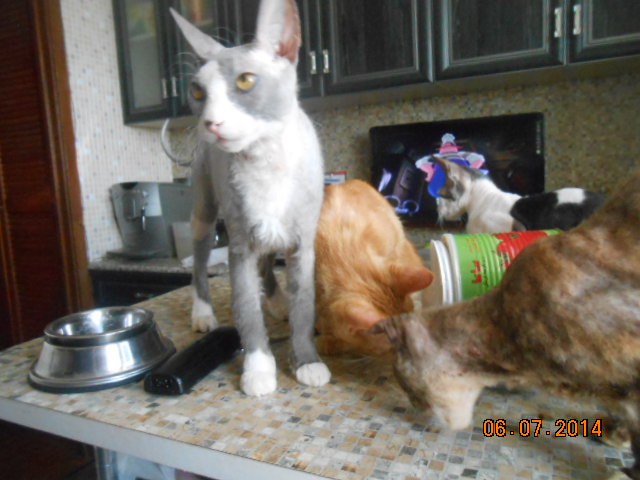 Все животинки 047