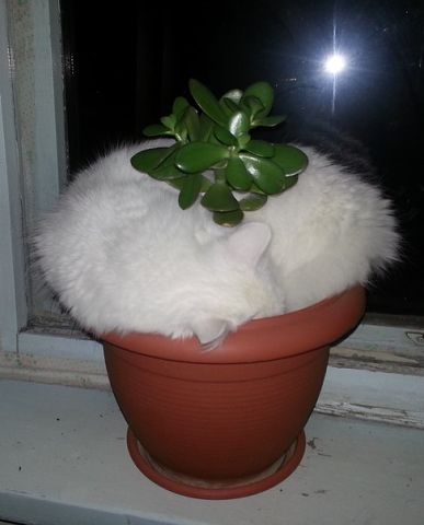 кот