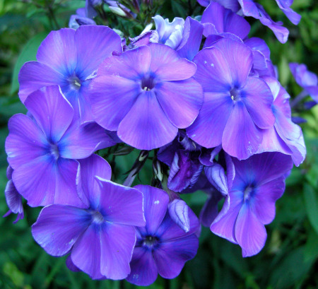 phlox-blue-paradise
