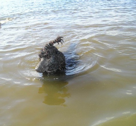 Murz in Volga 2
