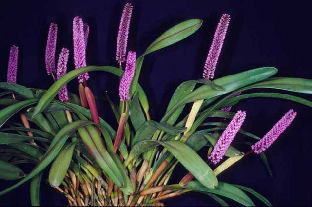 Арпофиллум arpophyllum spicatum
