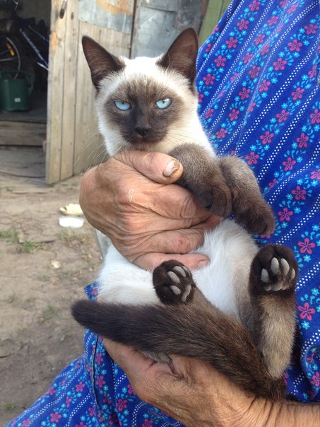 котэ2