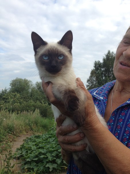 Котэ