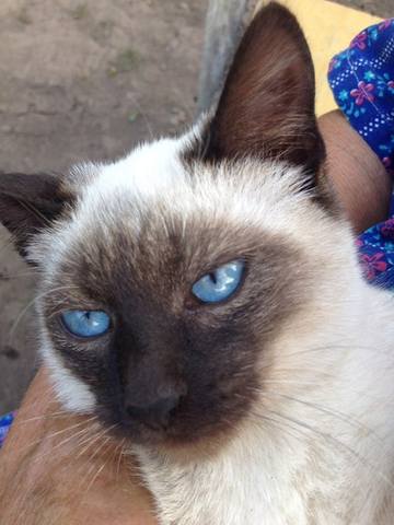 котэ3