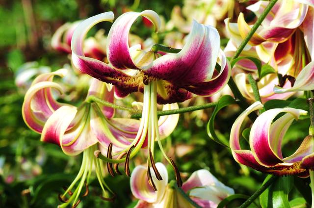 VFL.RU - ��� �����������