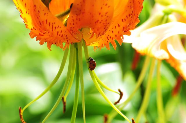 VFL.RU - ��� �����������