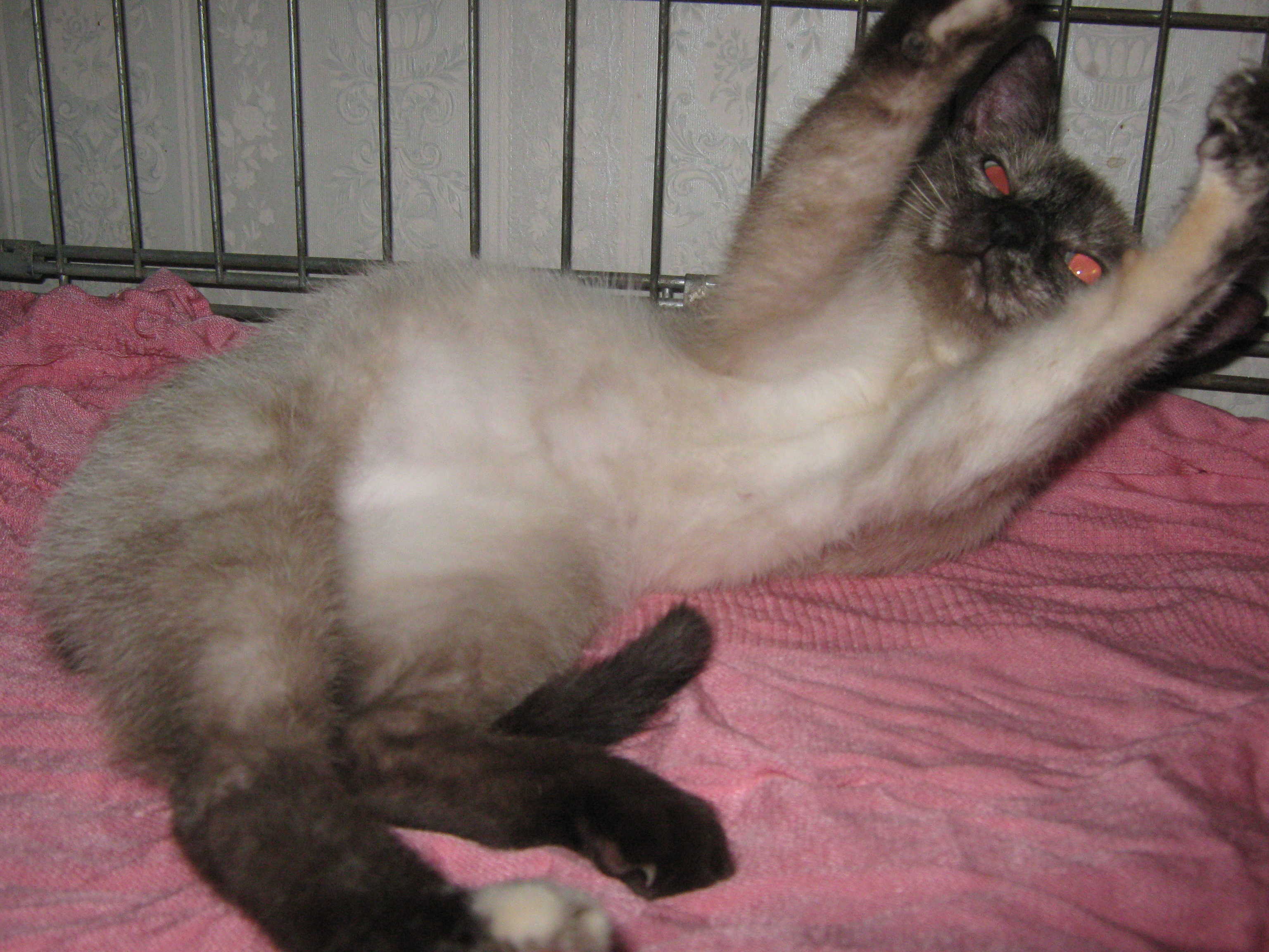 котёнка гав