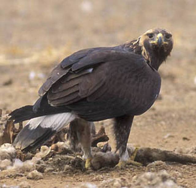 008 Беркут - Aquila chrysaetos