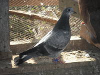 VFL.RU - ваш фотохостинг