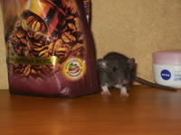 VFL.RU - ваш фотохостинг