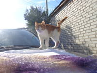 VFL.RU - ваш фотохостинг