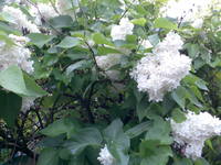 сирени гроздья