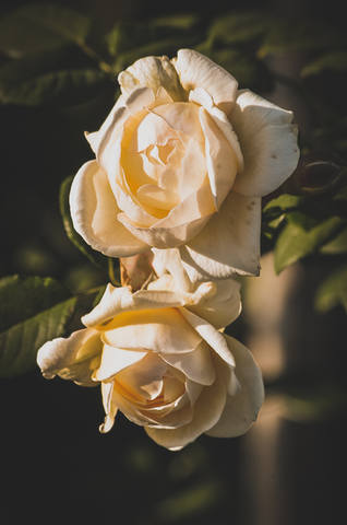 VFL.RU - ��� �����������