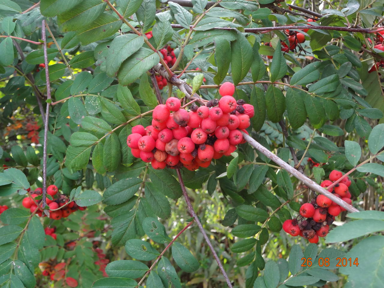 30августа2014 071