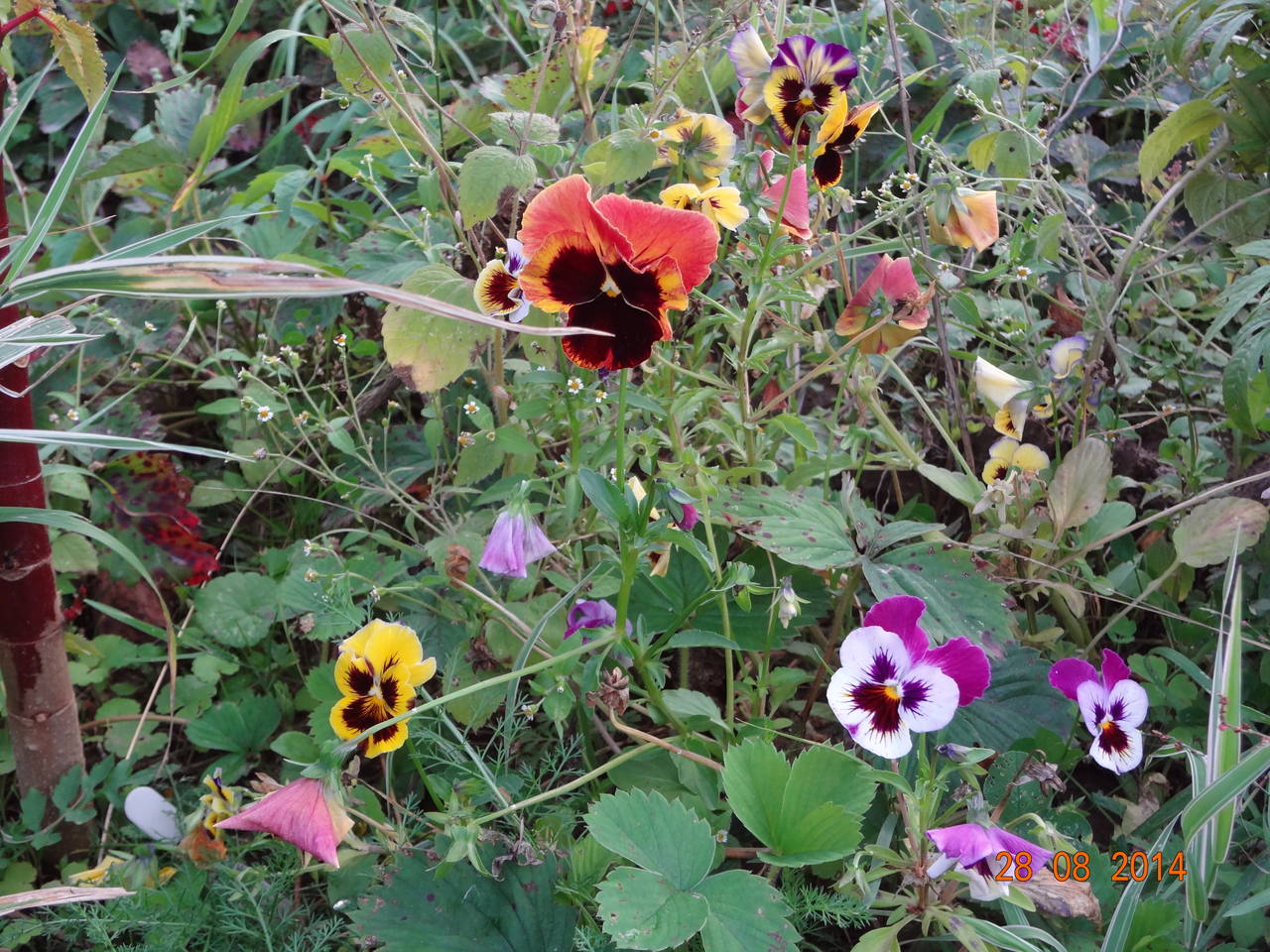 30августа2014 112