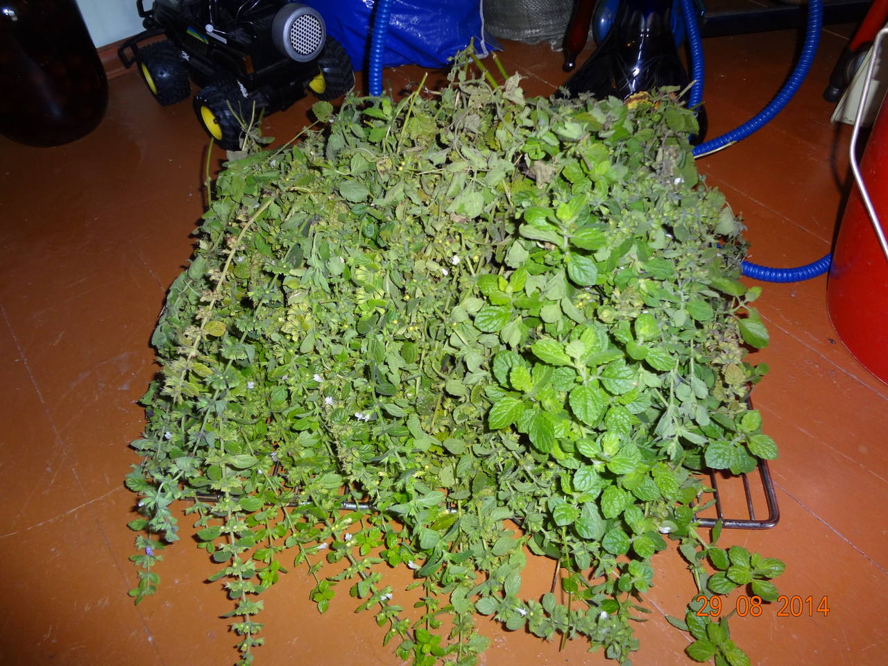 30августа2014 114