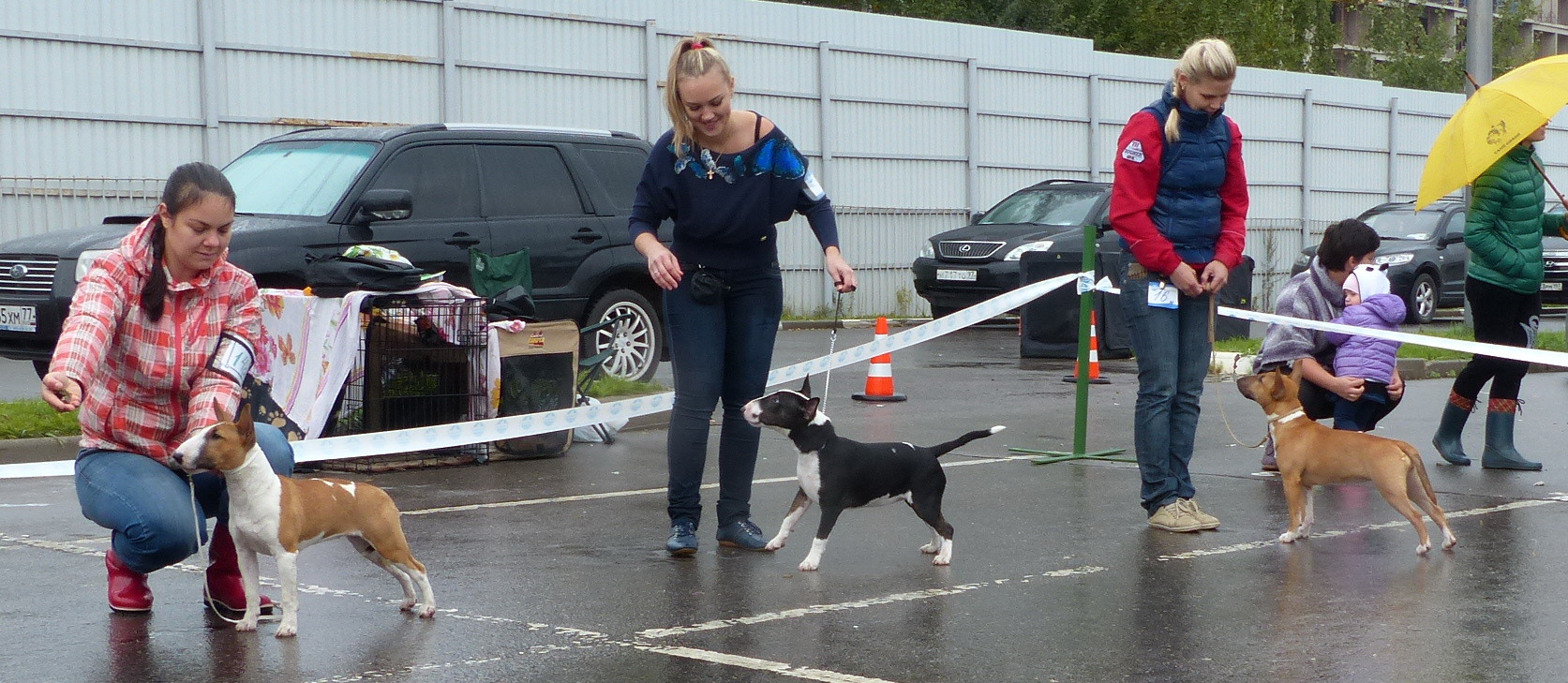 цв щен суки выбор