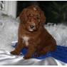 RED-puppy Black Pine Stand Poodles