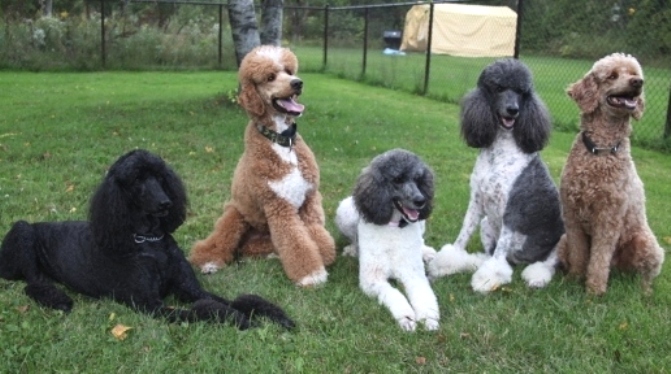 Parti - Pristine Standard Poodles
