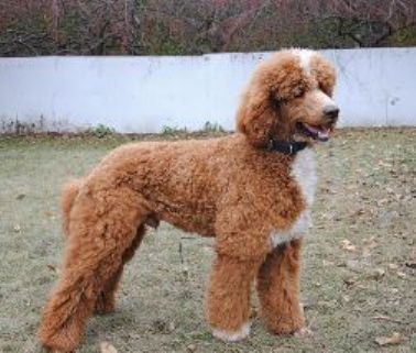 red-white 1 Pristine Poodles