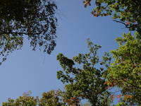 23сент 2014 дача 097