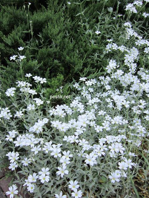 perennials003 001