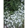 perennials003 001