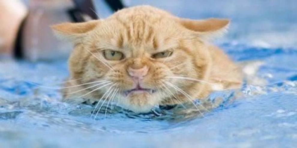 Морской котик