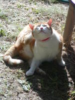 VFL.RU - ваш фотохостинг