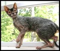 werewolf cat3