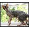 werewolf cat3