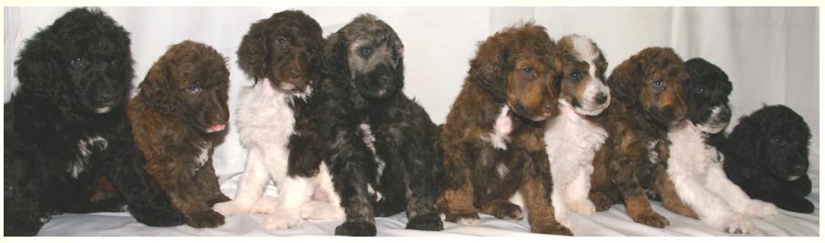 Parti-colored pups Savvy poodles
