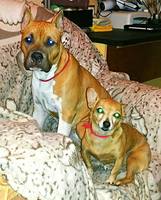 VFL.RU - ваш фотохостинг