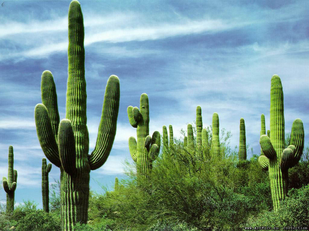 mexico cactus 2 1