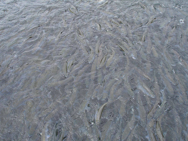 мальки на курилах