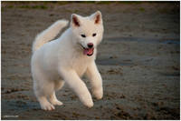 Akita-2