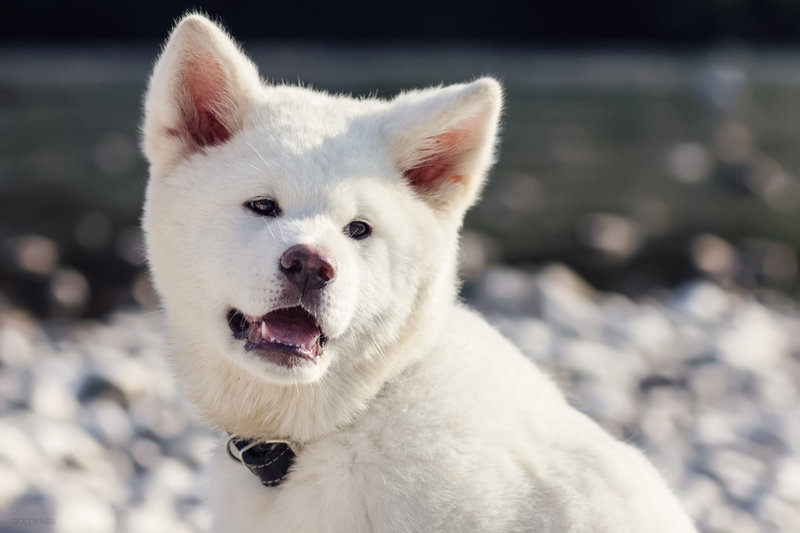 Akita-1