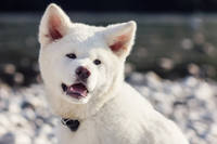 Akita-1