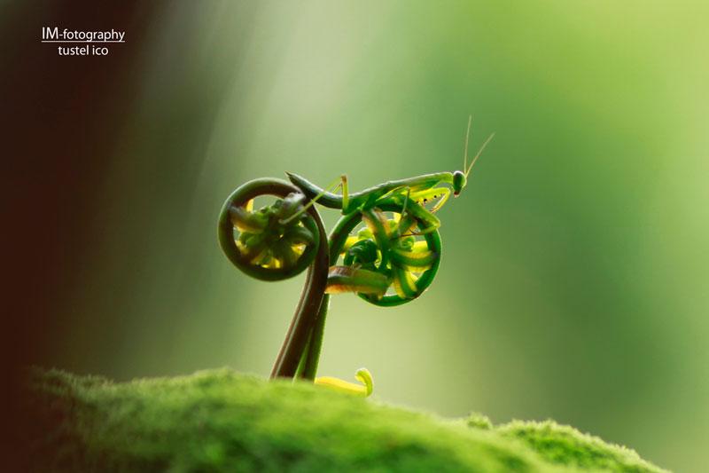 praying-mantis-bike