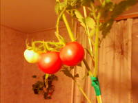 VFL.RU - ваш фотохостинг