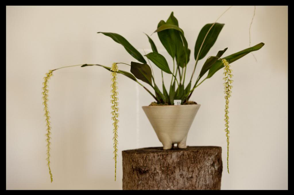 Dendrochilum cobbianum