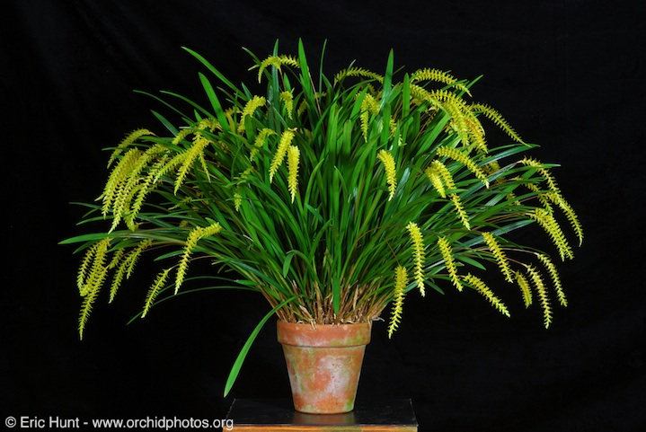 Dendrochilum