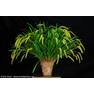 Dendrochilum