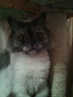 VFL.RU - ваш фотохостинг