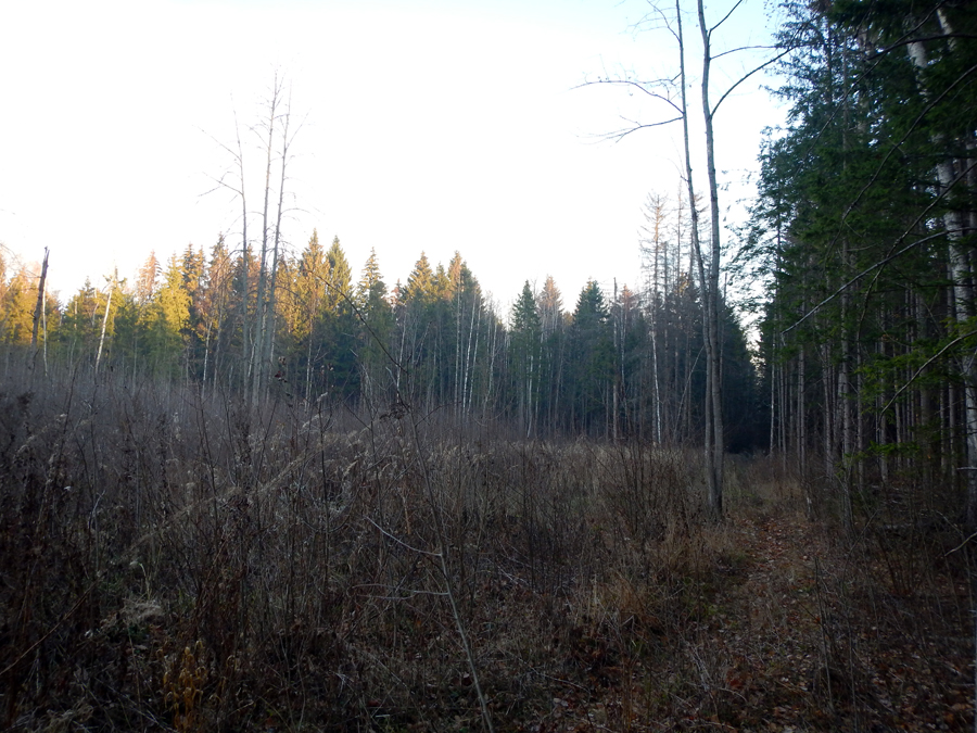 утро в сече