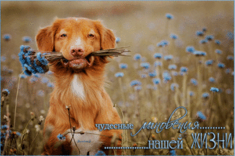 VFL.RU -  
