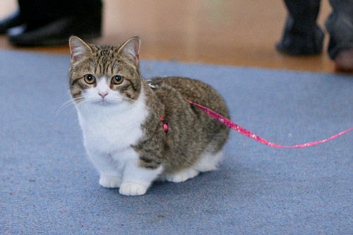 munchkin cat