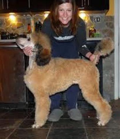 Red sable pup2 OdisseyDream poodles