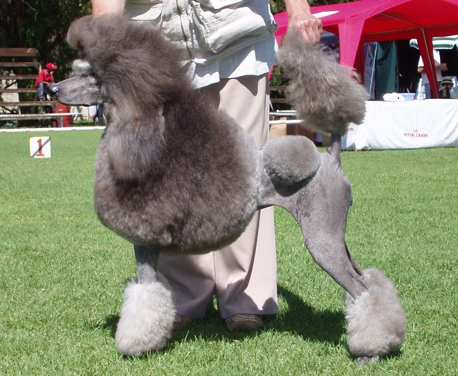 Silver Int Ch Kadim Silver Star Movida Poodles South Africa